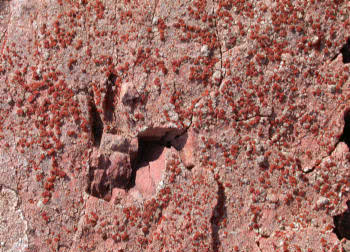 Caloplaca crenularia